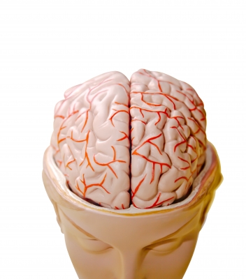 Growing the Brain