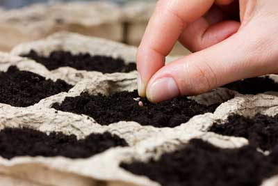 Dialectical Behavior Therapy: Healthy Seeds for Spring